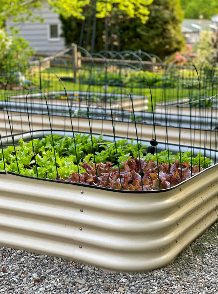 raised garden bed with lettuce