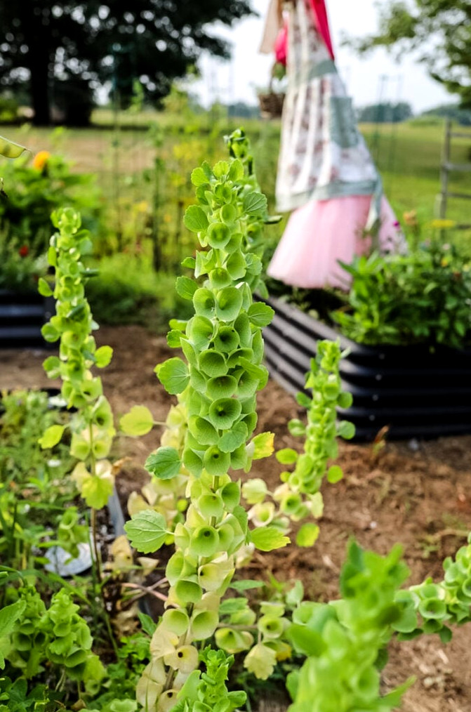 bells of ireland flower