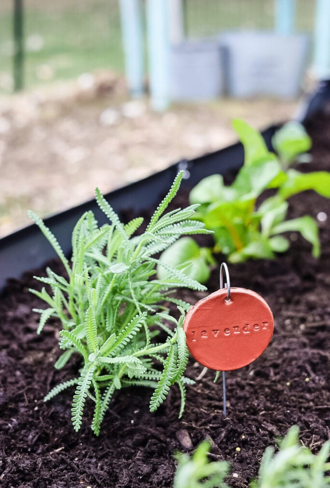French lavender and clay plant marker in raised garden bed