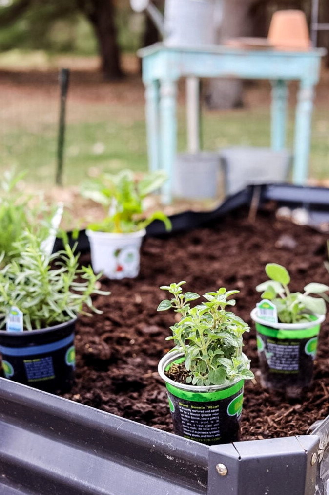 creating an herb garden