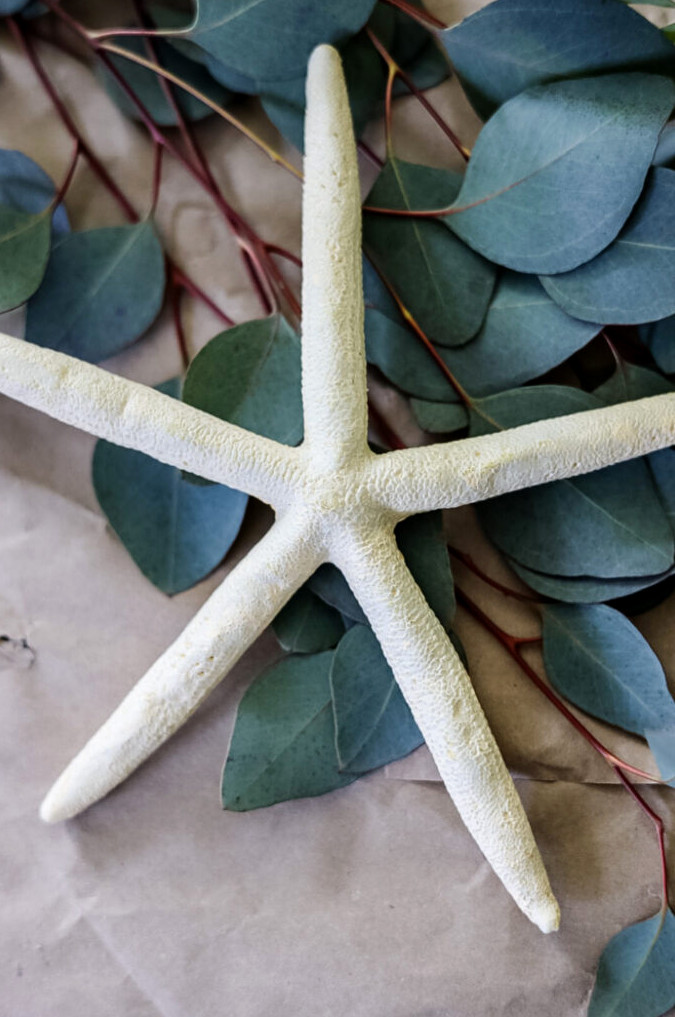 starfish