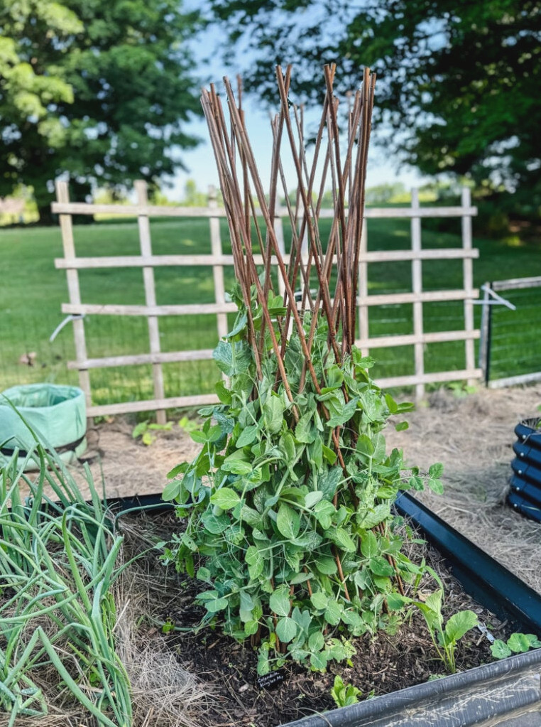 tunnel willow trellis with beans