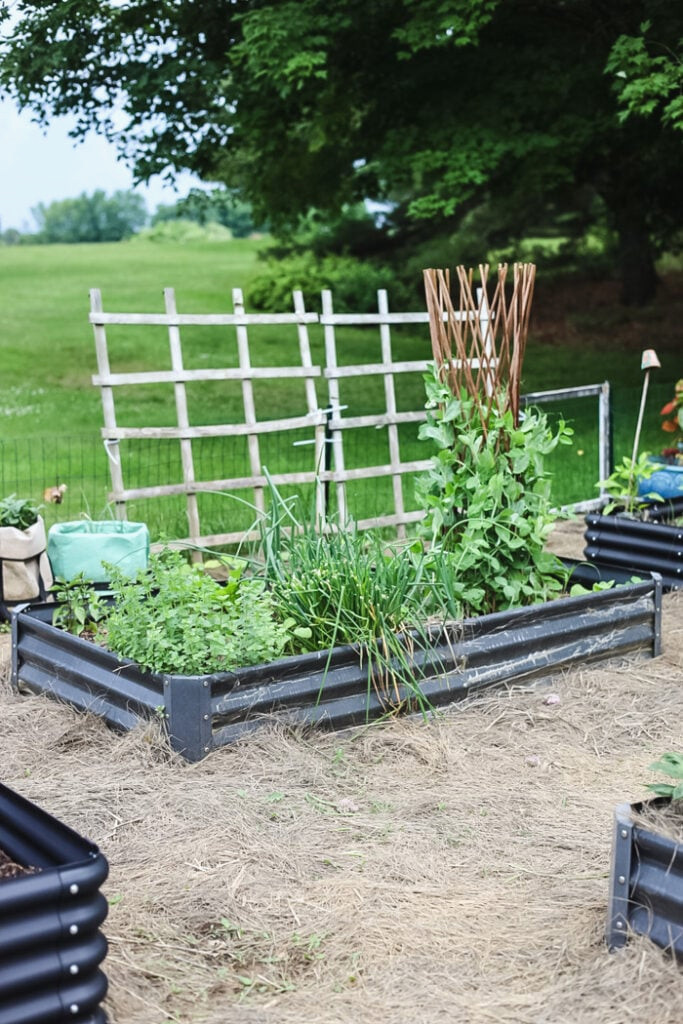 raised bed with vegatbles and trellsi
