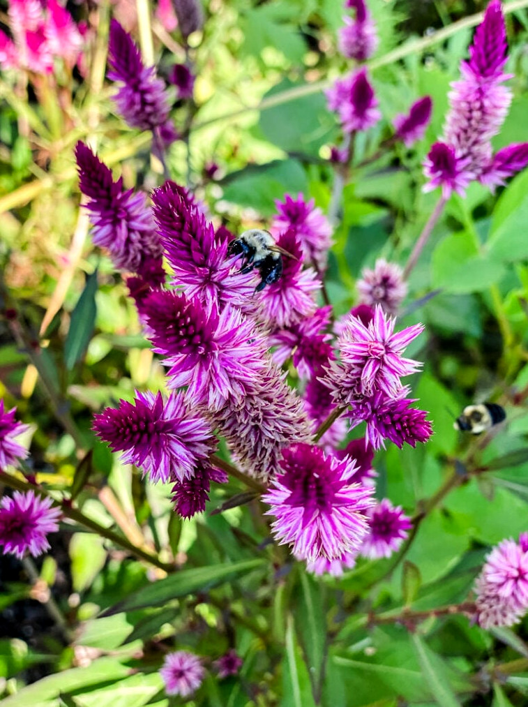 celosia