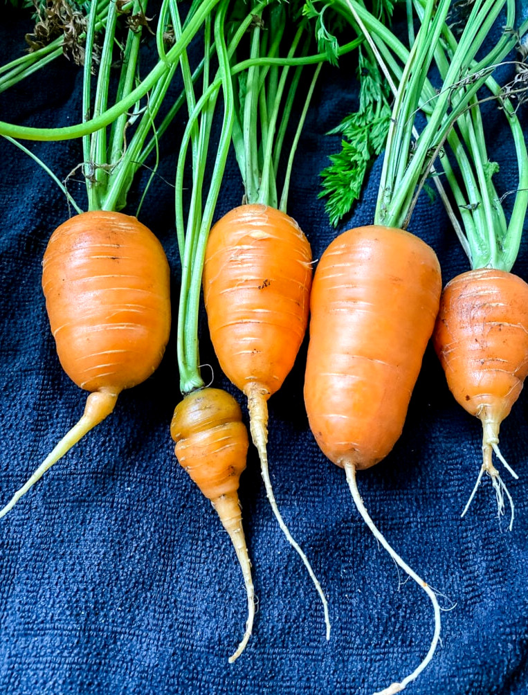 carrots from the garden