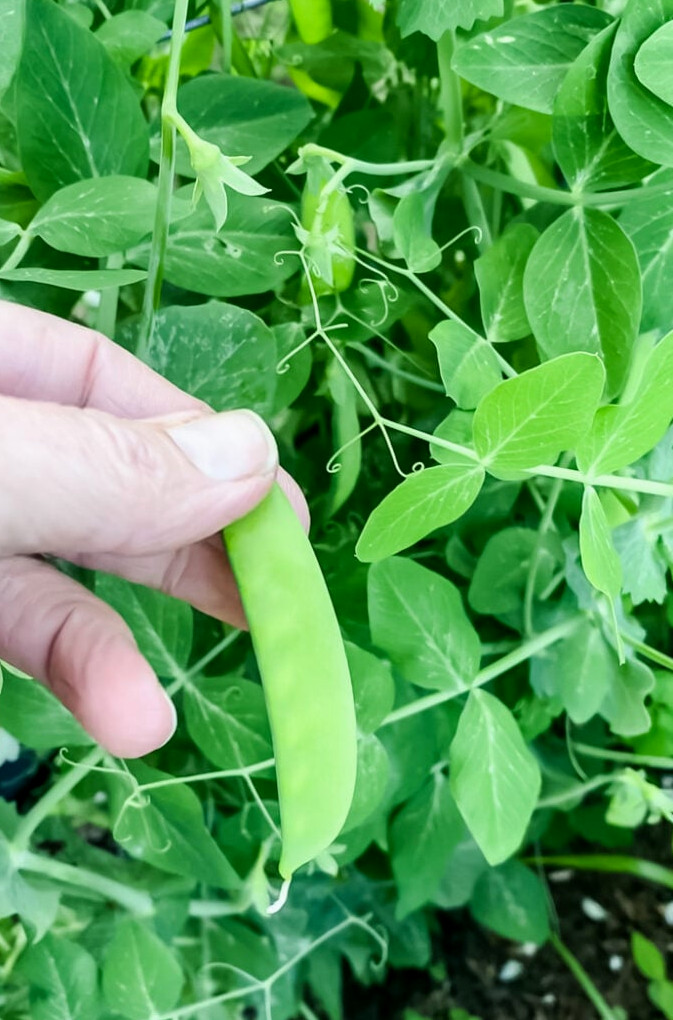 picking snow peas in the spring