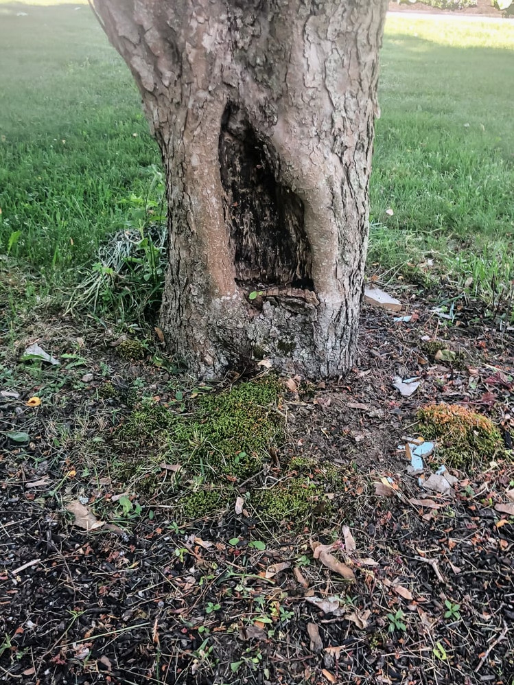 crab apple tree cavity at the base