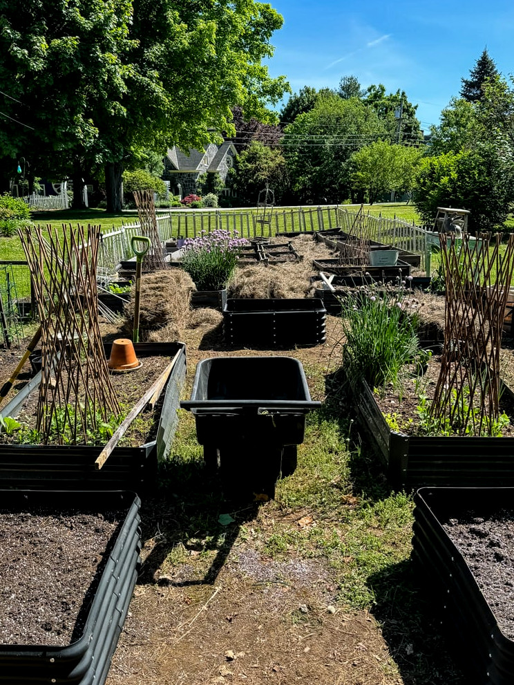 a garden at the beginning of the season