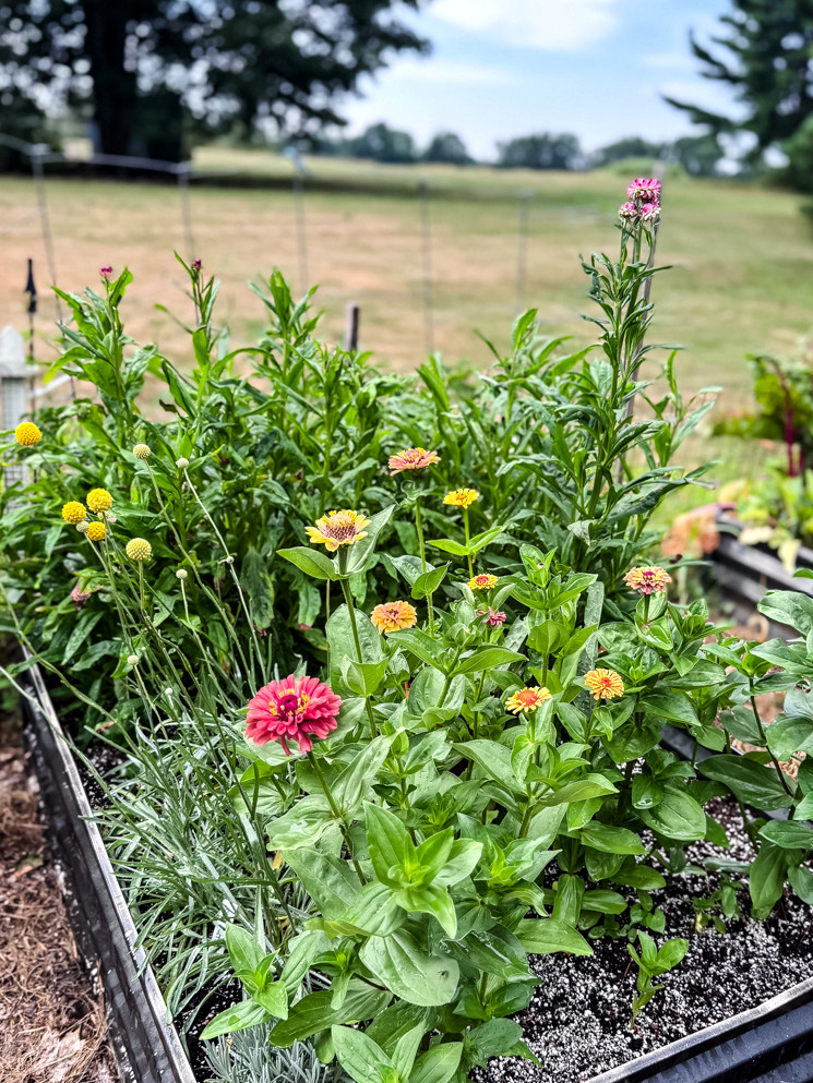 raised bed with zinnias and billy buttons