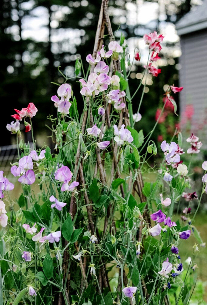 sweet peas flowering