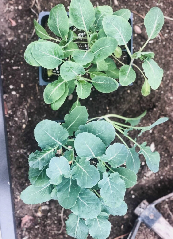 planting early spring vegetables