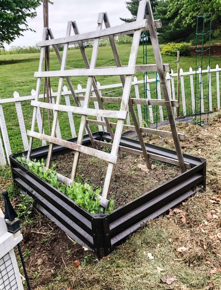 vegetable garden | pea trellis