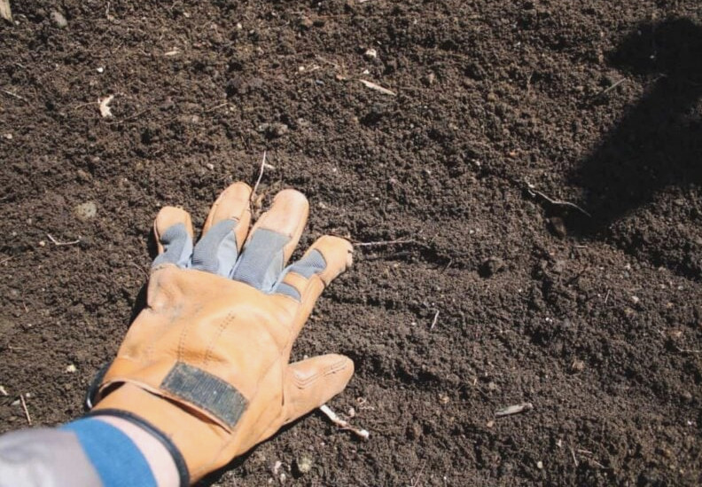 planting vegetables