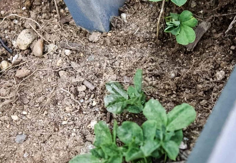 snow peas sprouting