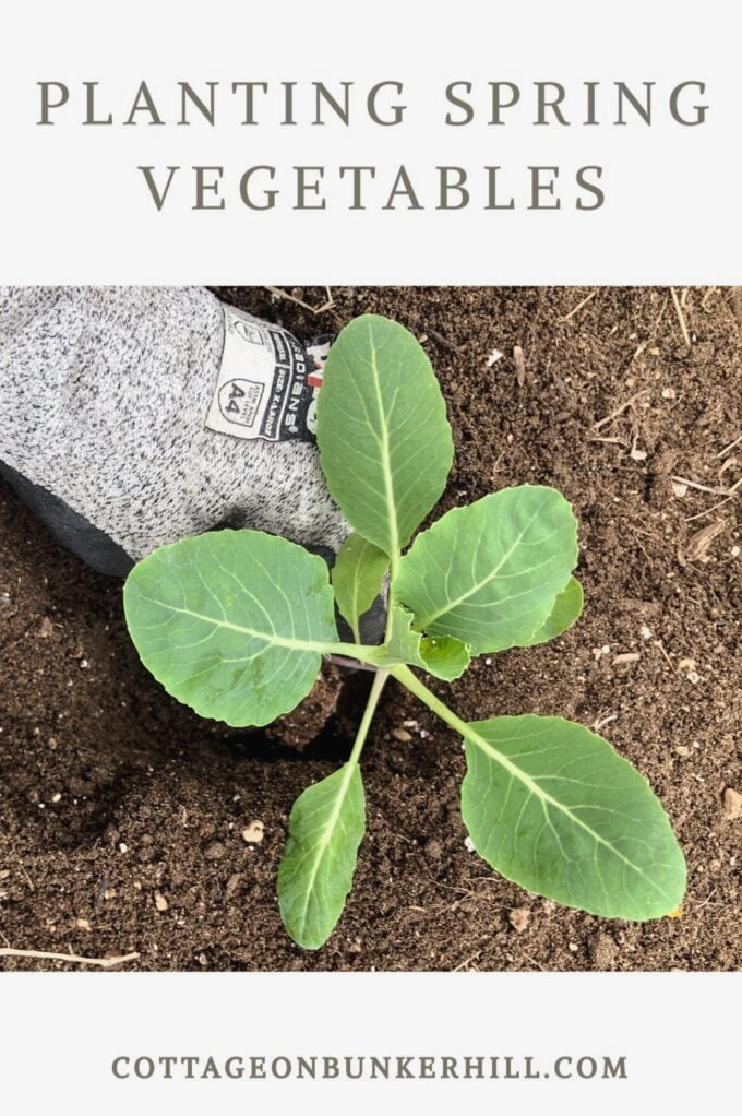 early vegetable pin