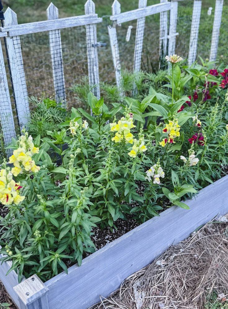 snapdragons in a raised wooden bed