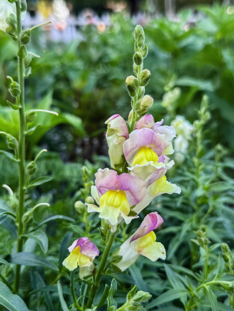 snapdragons