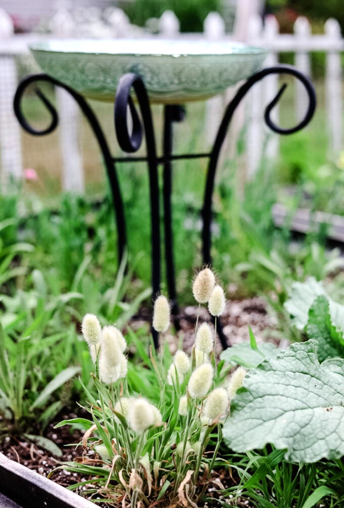 bunny tail grass