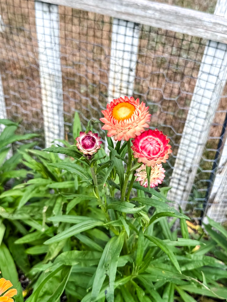 king salmon strawflowers