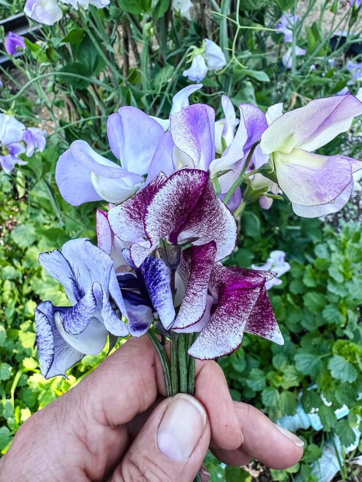 sweet peas