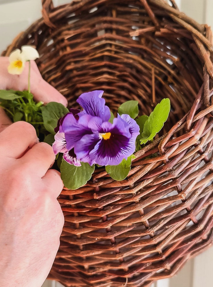 placing pansies into a door basket