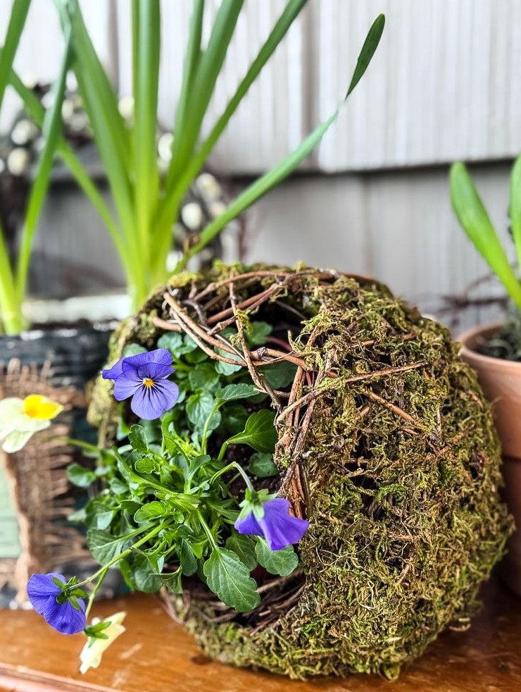 pansies planted in a moss orb