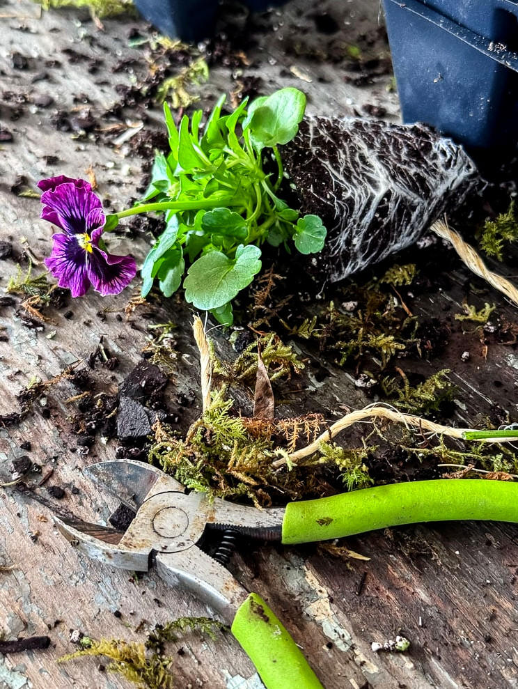 pansy, moss, and wire cutters on table