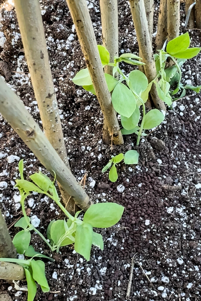 sweet pea seedlings and a willow tower