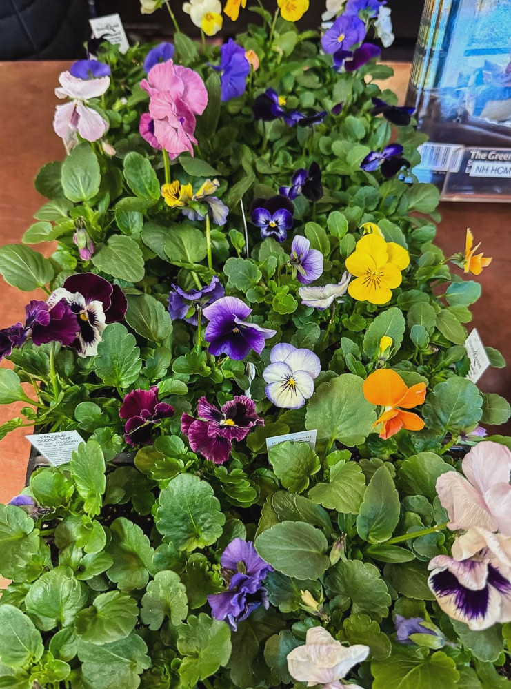 a nursery tray of pansies