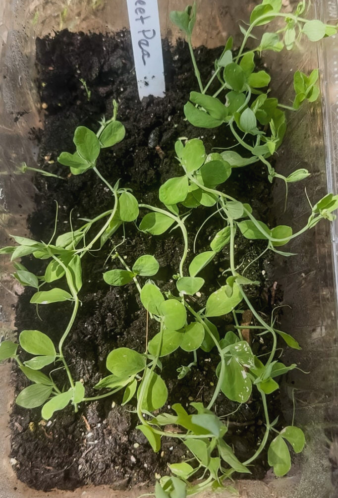 sweet peas being winter sown
