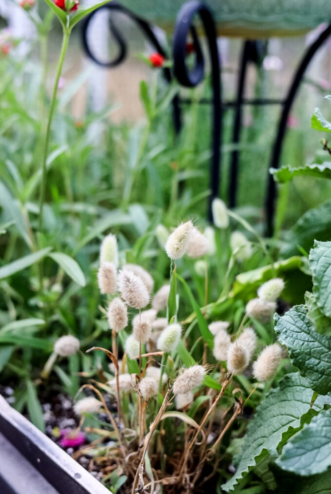 bunny tail grass in garden