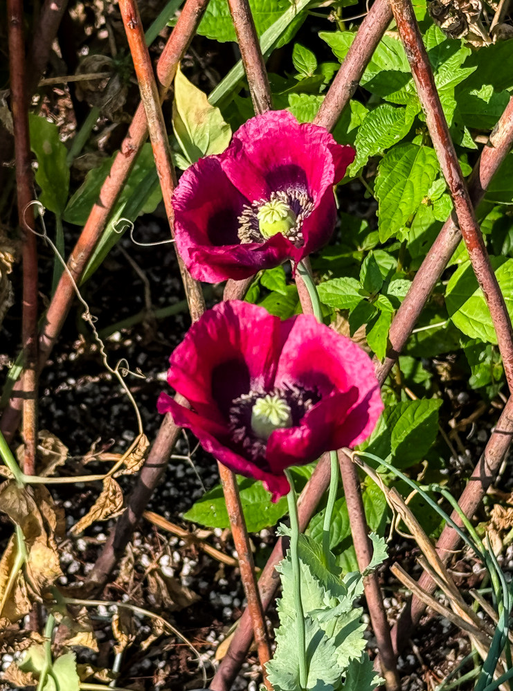 burgandy poppies