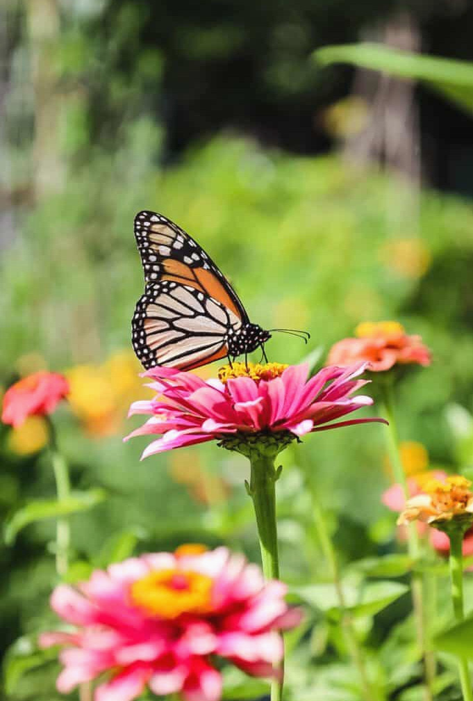 monarch butterfly on zinnia