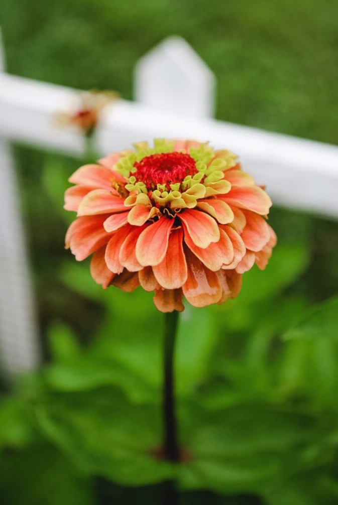 zinnia in bloom