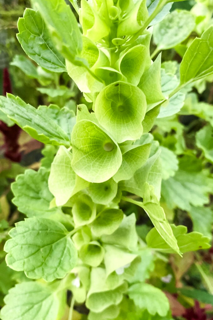 bells of ireland bloom