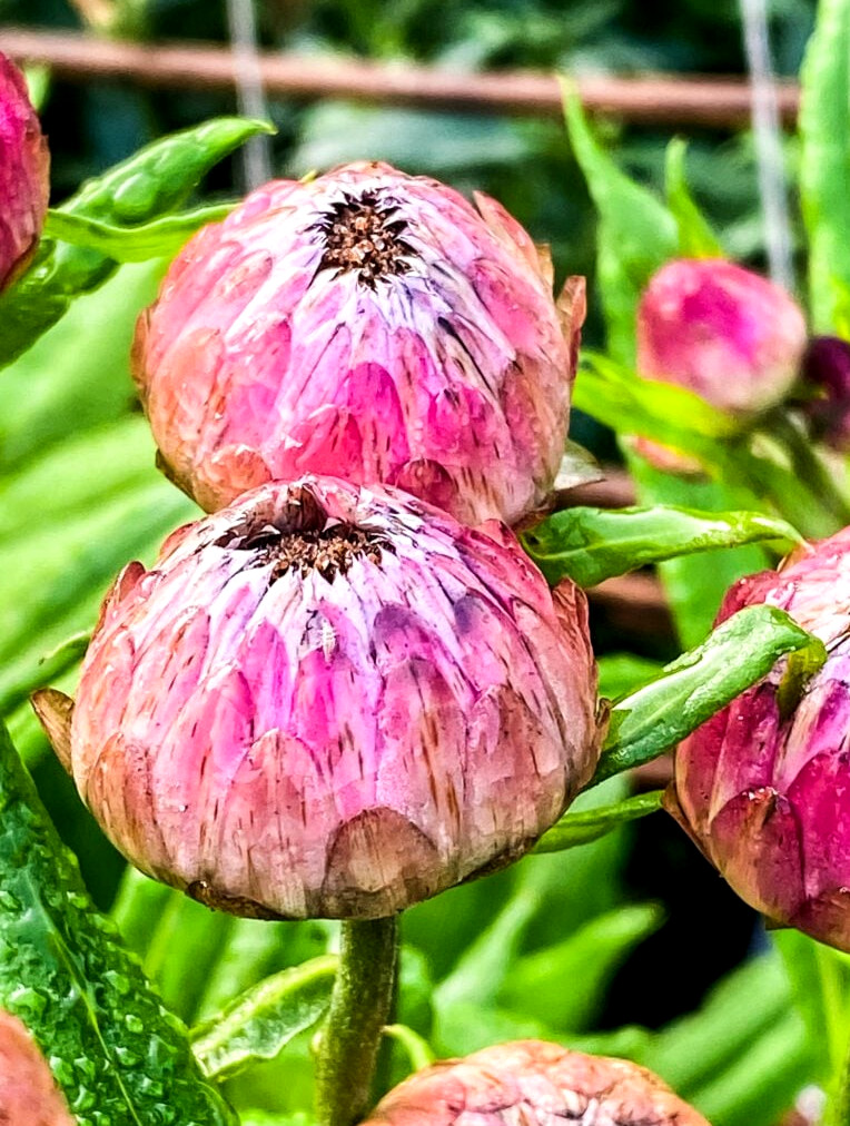 strawflowers about to bloom