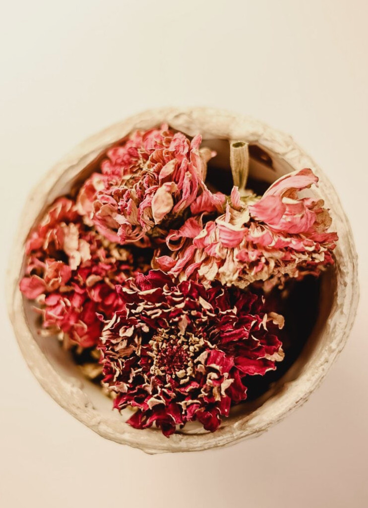 dried zinnia heads