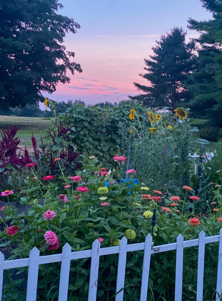 garden at sunset