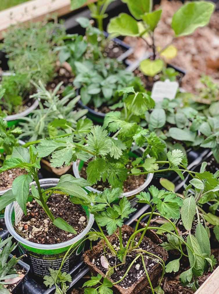 pots of herbs