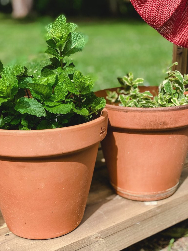 pots of mint