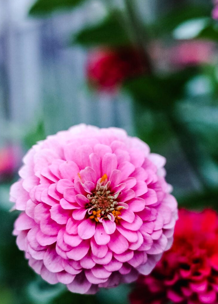 benary's giant bright pink