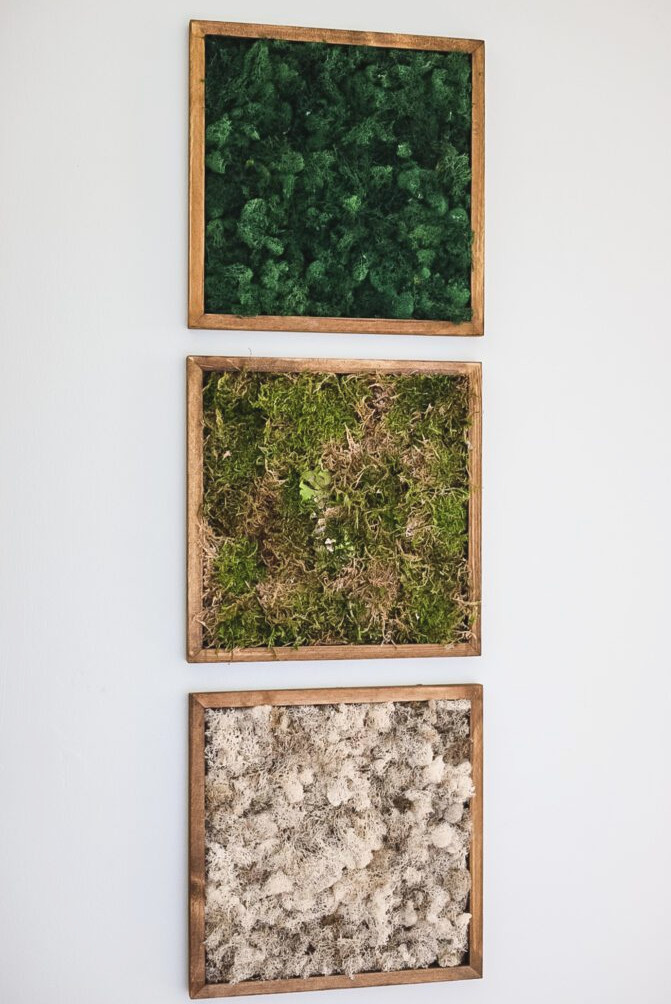Moss Art Hanging on wall