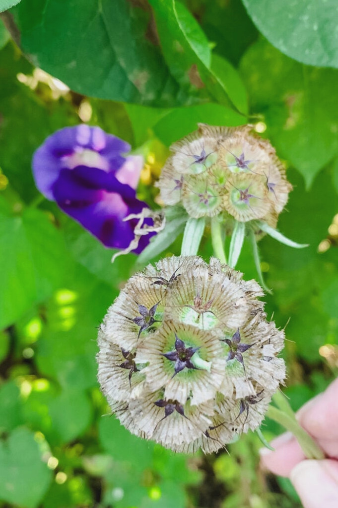 starflower scabiosa
