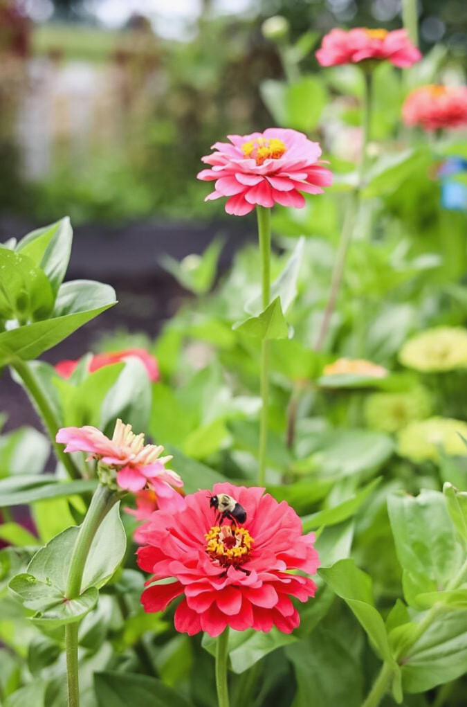 bee pollinating a zinnia