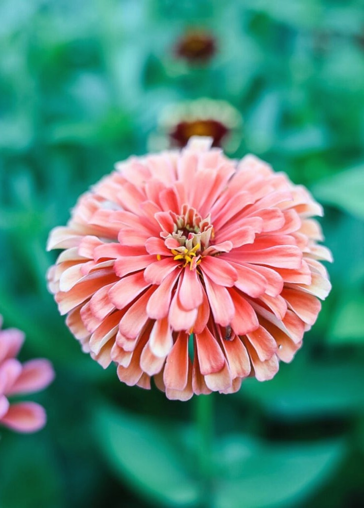 Benary's Giant Salmon Rose Zinnia