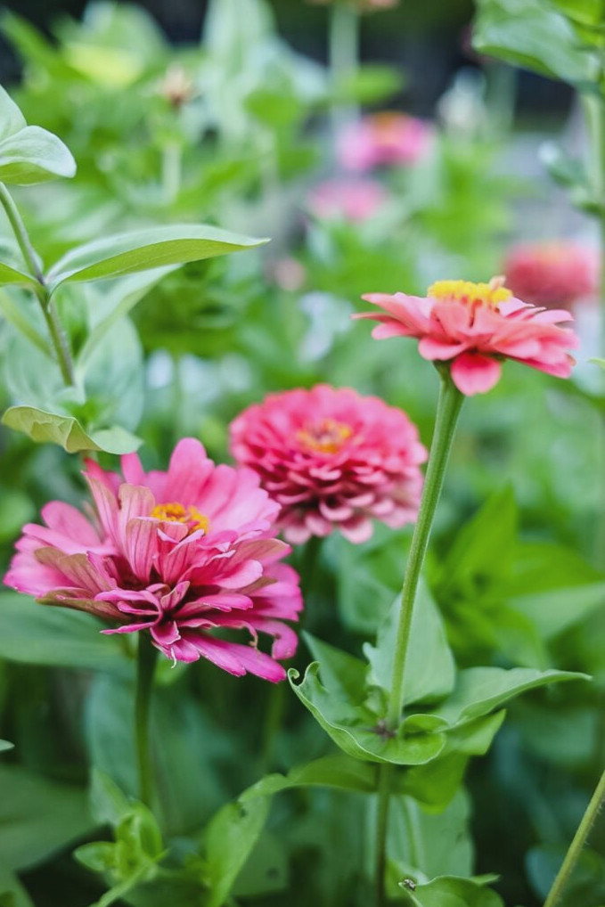 bernary's giant carmine zinnia