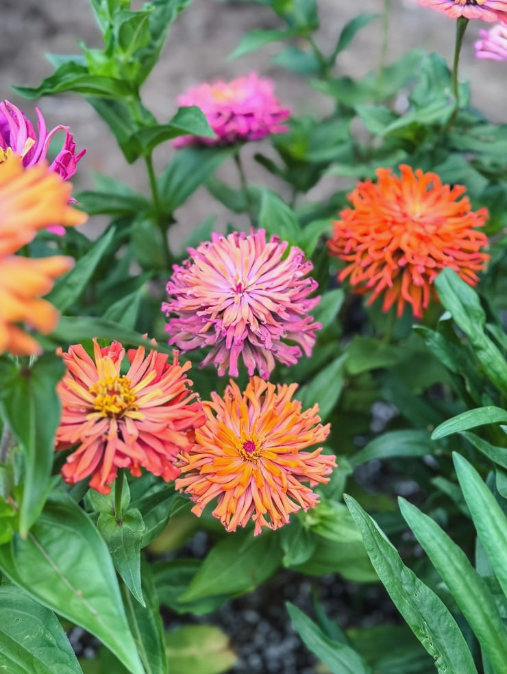 'agave' zinnias in garden bed