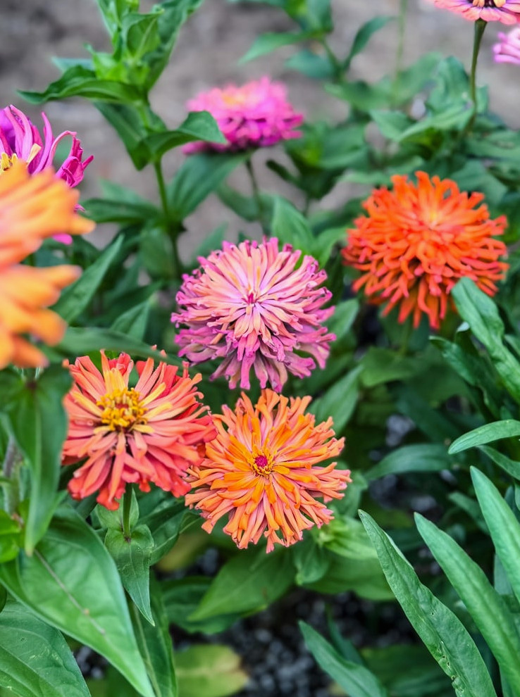 'agave' zinnias in garden bed