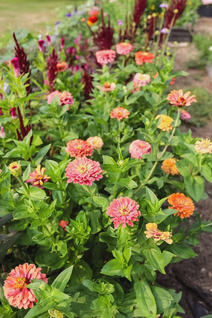 a garden bed in full bloom with zinnias and amaranth.