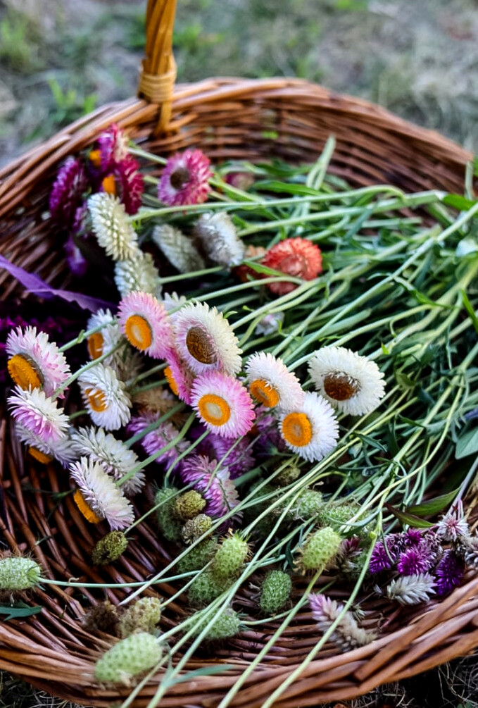 basket of strawflowers
